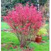 Ribes sanguineum 'Pulborough Scarlet' - meruzalka krvavá
