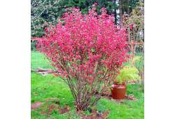 Ribes sanguineum 'Pulborough Scarlet' - meruzalka ..