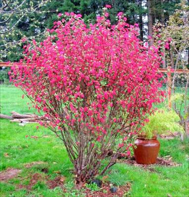 Ribes sanguineum 'Pulborough Scarlet' - meruzalka krvavá