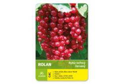 Rybíz keřový červený - ROLAN