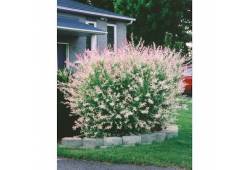 Salix integra (Vrba japonská) HAKURO NISHIKI