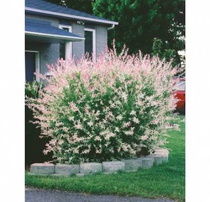 Salix integra (Vrba japonská) HAKURO NISHIKI