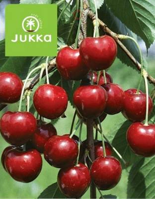 Třešeň HALKA - srdcovka