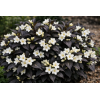 Weigelia - EBONY AND IVORY® VELDA