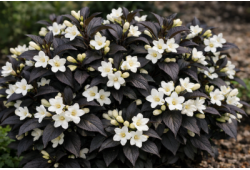 Weigelia - EBONY AND IVORY® VELDA