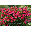 Weigelia - EVA RATHKE