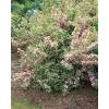 Weigelia 'NANA VARIEGATA'  - vajgélie květnatá