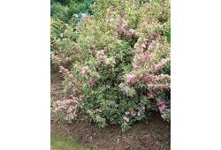 Weigelia 'NANA VARIEGATA'  - vajgélie květnatá