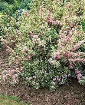 Weigelia 'NANA VARIEGATA'  - vajgélie květnatá