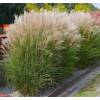 Miscanthus sinensis Kleine Silberspinne - ozdobnice čínská. 