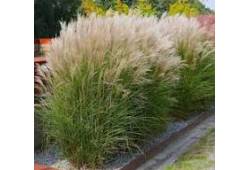 Miscanthus sinensis Kleine Silberspinne - ozdobnic..
