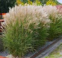 Miscanthus sinensis Kleine Silberspinne - ozdobnice čínská. 