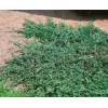 Jalovec polehlý 'Wiltonii' - Juniperus horizontalis 'Wiltonii'