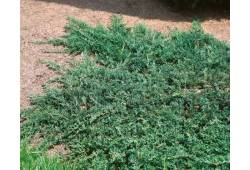 Jalovec polehlý 'Wiltonii' - Juniperus horizontali..