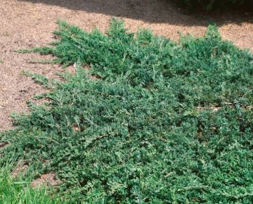 Jalovec polehlý 'Wiltonii' - Juniperus horizontalis 'Wiltonii'