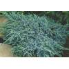 Jalovec šupinatý - Juniperus squamata 'Blue Carpet'
