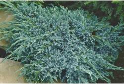 Jalovec šupinatý - Juniperus squamata 'Blue Carpet..