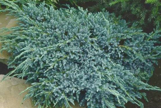 Jalovec šupinatý - Juniperus squamata 'Blue Carpet'
