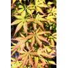 Acer palmatum - Javor dlanitolistý