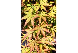 Acer palmatum - Javor dlanitolistý