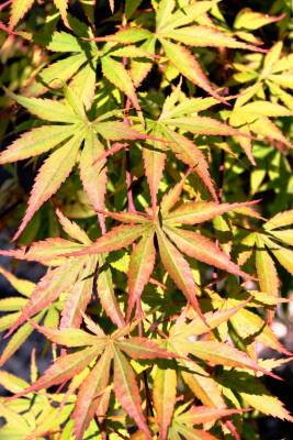 Acer palmatum - Javor dlanitolistý