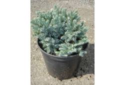 Juniperus squamata Blue Star (jalovec šupinatý níz..