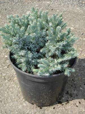 Juniperus squamata Blue Star (jalovec šupinatý nízký kulovitý)