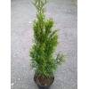 Thuja occidentalis Smaragd