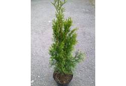 Thuja occidentalis Smaragd