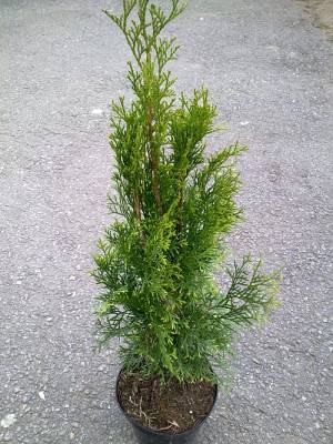 Thuja occidentalis Smaragd