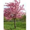 Sakura - Prunus serrulata ‘Kanzan’