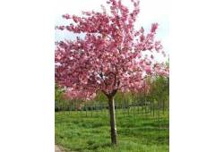 Sakura - Prunus serrulata ‘Kanzan’