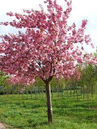 Sakura - Prunus serrulata ‘Kanzan’