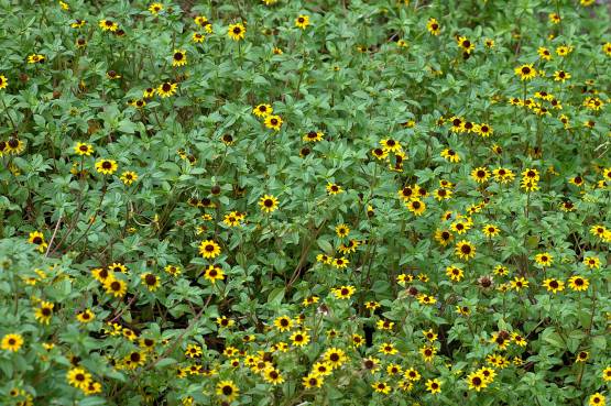 Sanvitalia procumbens