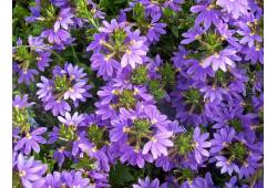 Scaevola aemula