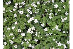 Bacopa (sutera)