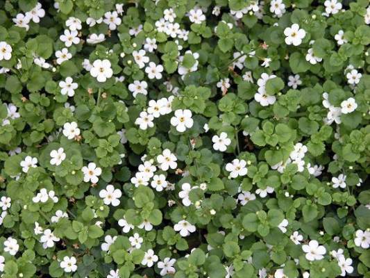 Bacopa (sutera)