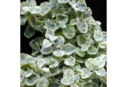Helichrysum petiolare