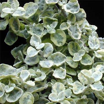 Helichrysum petiolare