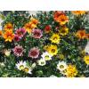 Gazania