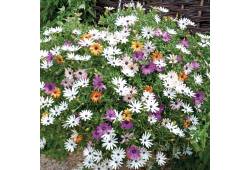 Osteospermum