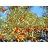Hippophae rhamnoides - Rakytník