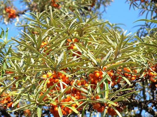 Hippophae rhamnoides - Rakytník