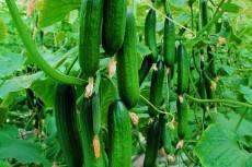 Okurka roubovaná (Svačinka, Hadovka, Nakládačka)