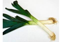 Pór letní Albos( 10 ks)