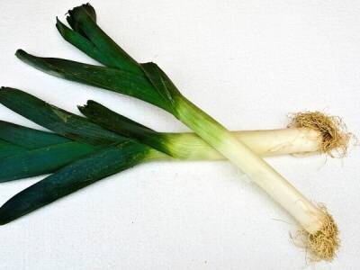 Pór letní Albos( 10 ks)