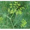 Kopr vonný - Anethum graveolens