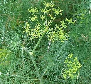 Kopr vonný - Anethum graveolens