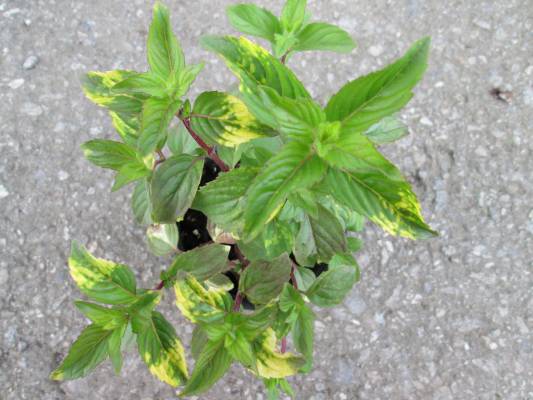 Máta zázvorová -  Mentha gentilis Variegata