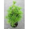 Sciadopitys verticillata - pajehličník přeslenitý